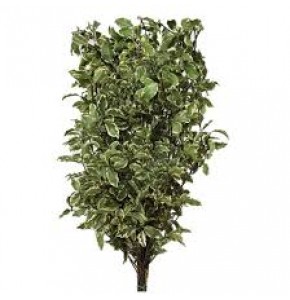 ΠΙΤΟΣΠΟΡΘΜ ΙΤΑΛΙΚΟ 80εκ. PITTOSPORUM ITALIE 80cm